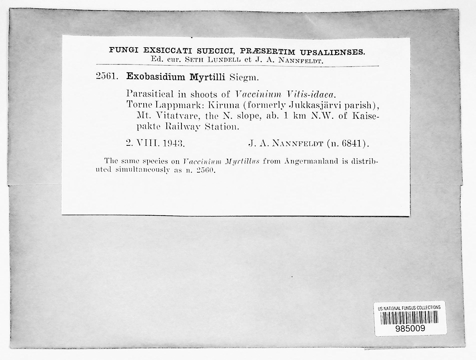 Exobasidium myrtilli